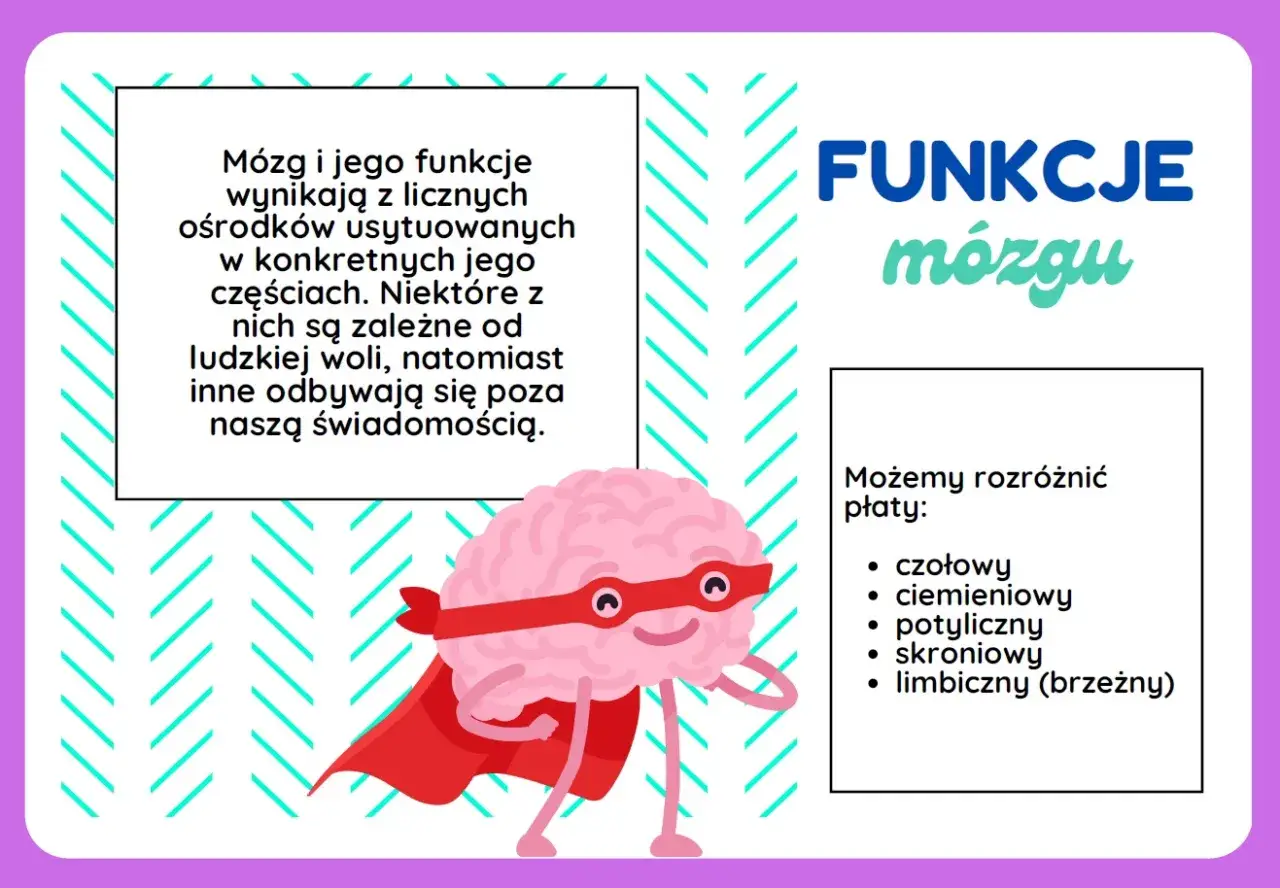 Superbohater m&oacute;zg wyjaśnia, co to neurodydaktyka i funkcje m&oacute;zgu, wymieniając jego płaty.