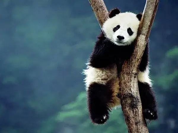 Panda wielka w naturalnym środowisku Chiny