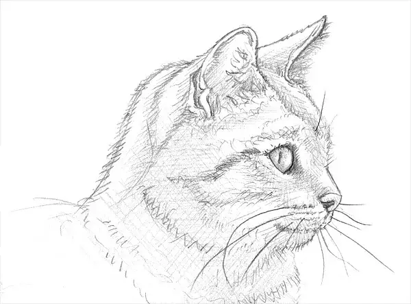 realistisches katzenfell bleistift zeichnung