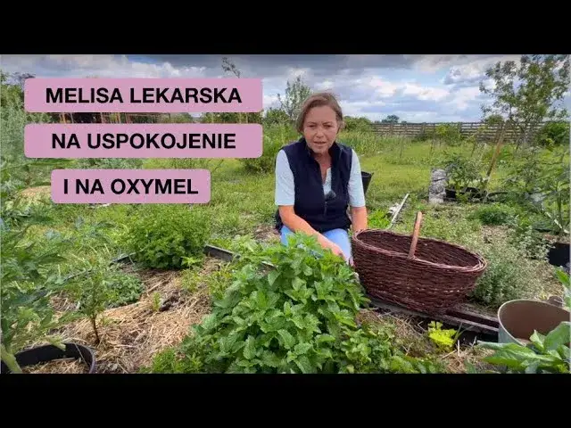 Melisa w ogrodzie słońce cień