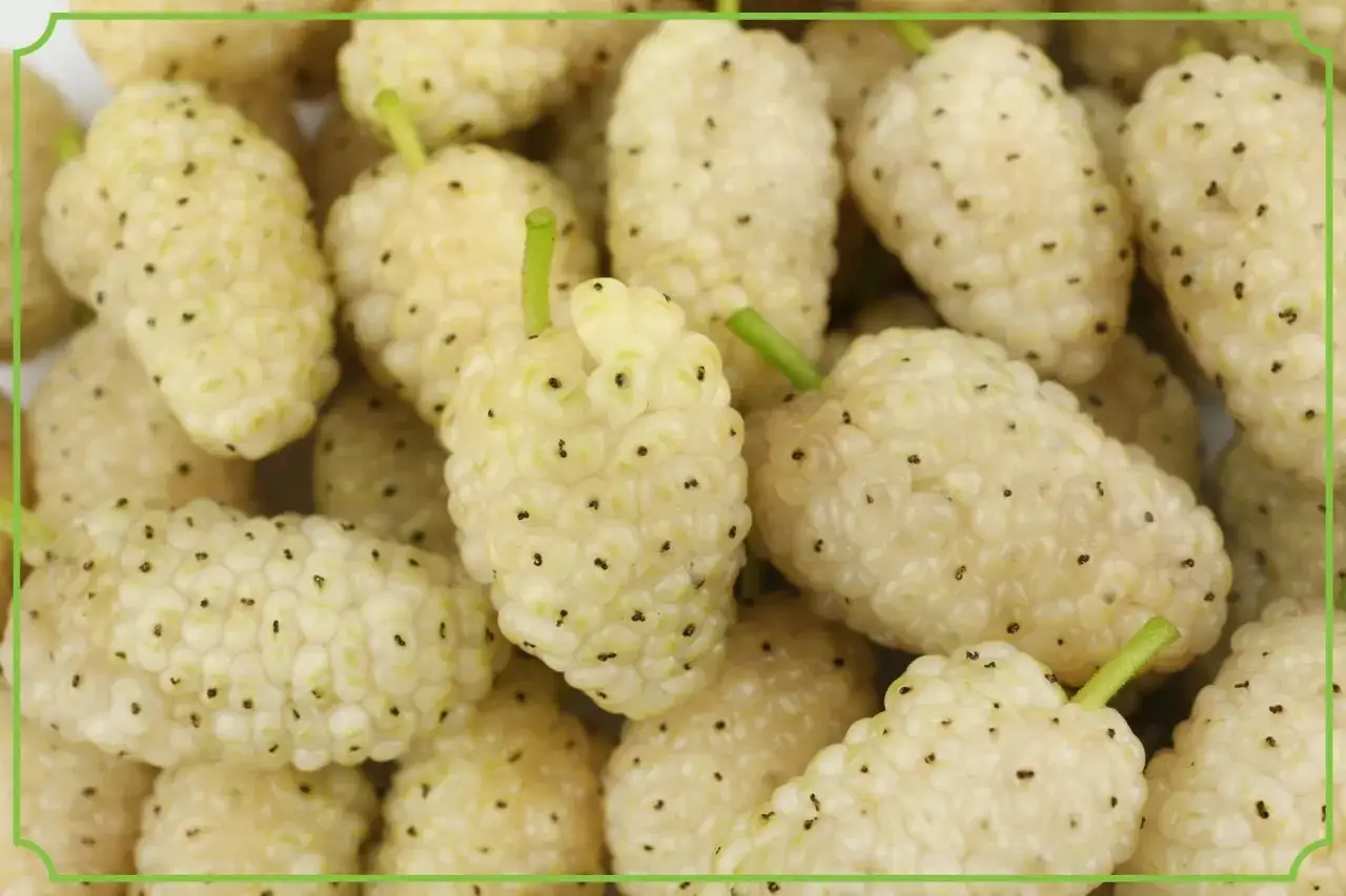 Biała morwa, znana ze swoich właściwości, może wspierać prawidłowe funkcjonowanie tarczycy. Owoce są pełne drobnych nasion.