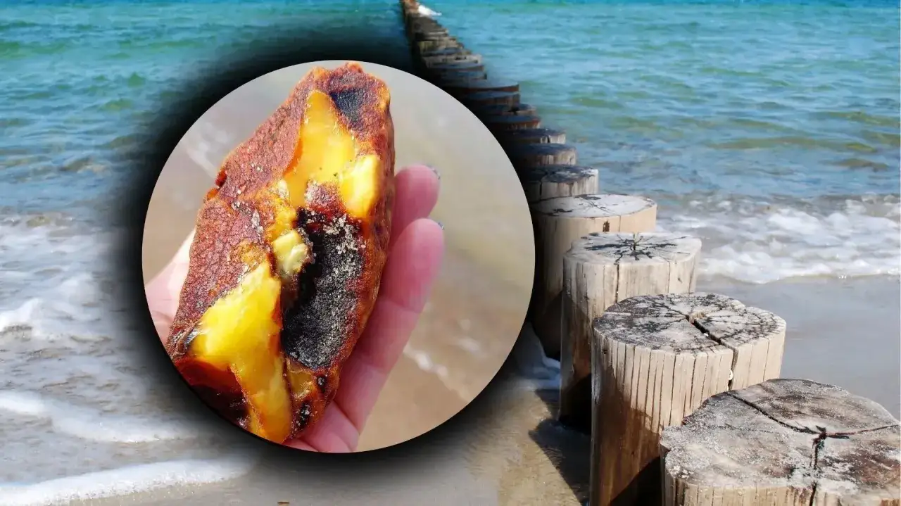 Jak rozpoznać bursztyn na plaży? Oto piękny okaz, który można znaleźć wśród fal i drewnianych falochronów.