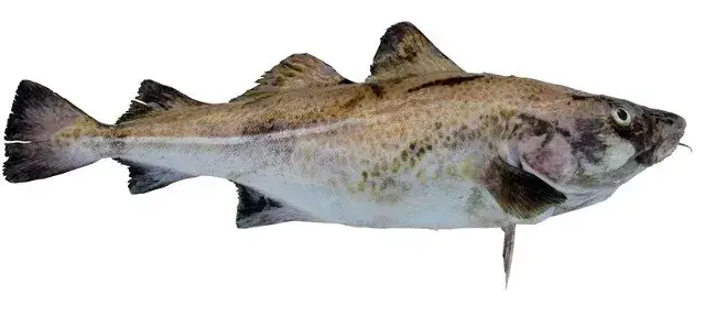 zdrowy dorsz bałtycki ekosystem