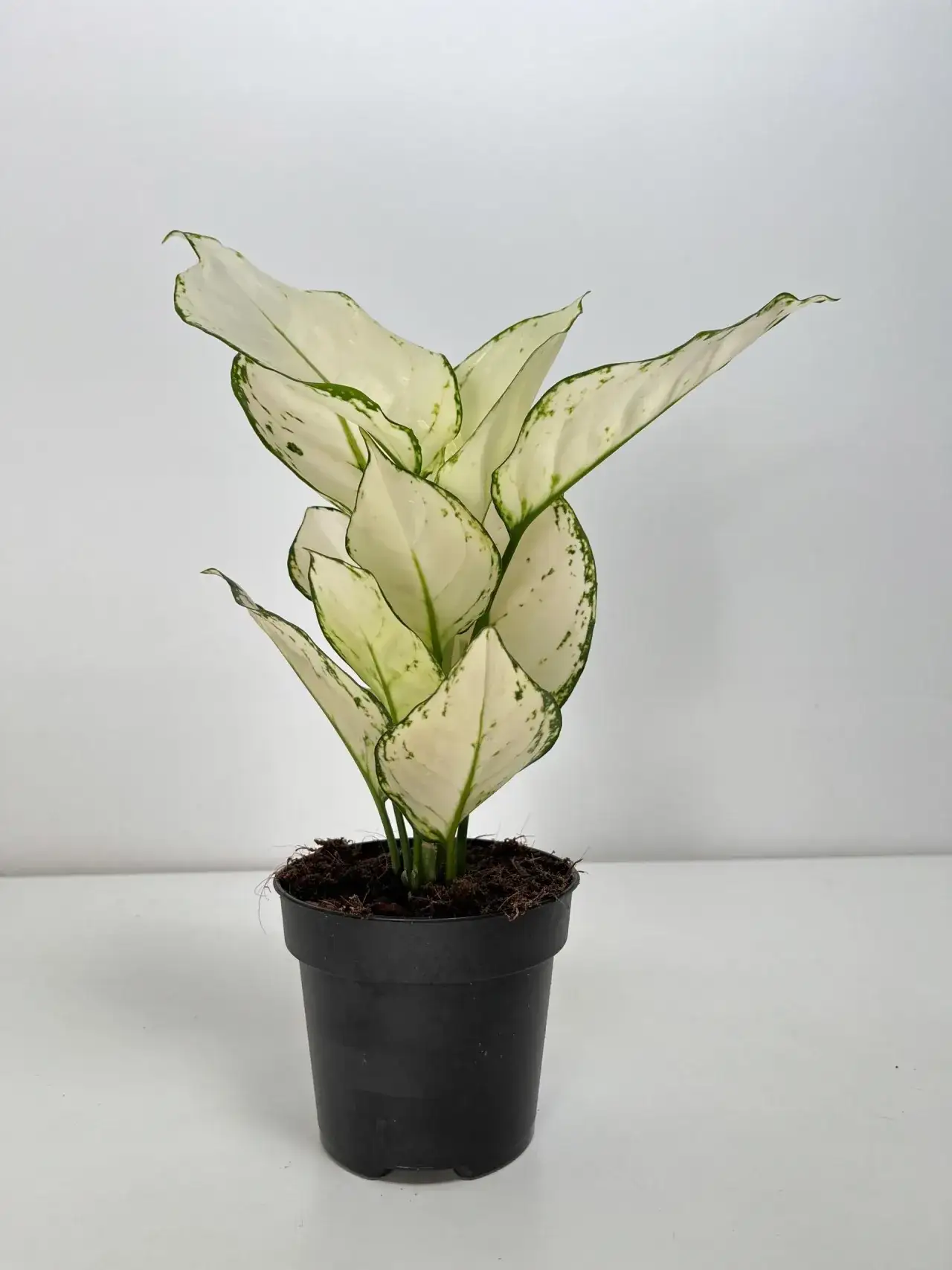 Zdjęcie Co to znaczy subtelna uroda? Odkryj tajemnice delikatnego piękna