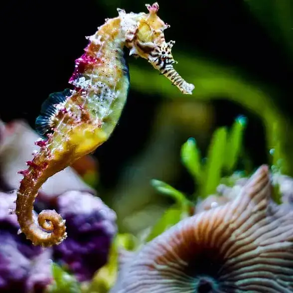 Zdjęcie Czy koniki morskie żyją w Bałtyku? Oto zaskakujące odpowiedzi