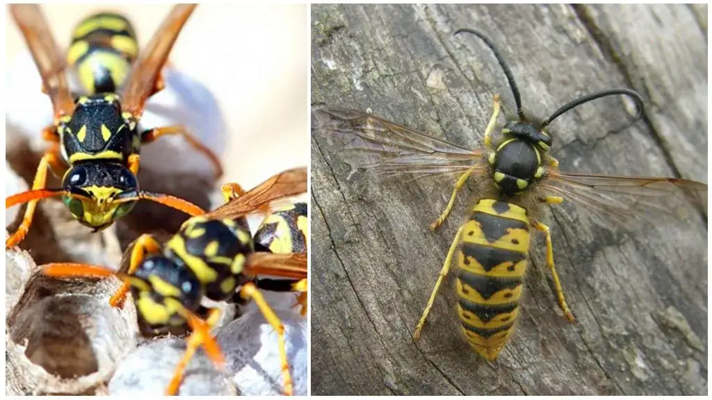 Zdjęcie Gdzie osy zimują? Odkryj zaskakujące miejsca ich hibernacji