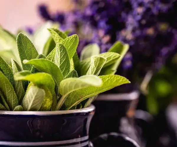 Zdjęcie Szałwia kiedy sadzić do gruntu? Najlepsze terminy i porady dla ogrodników