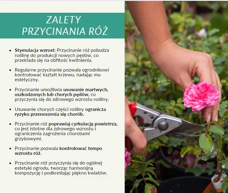 Zdjęcie Wiosenne cięcie r&oacute;ż: Poradnik krok po kroku dla pięknych kwiat&oacute;w