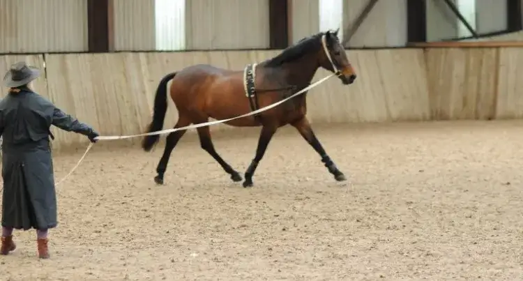 Zdjęcie Jak przywiązać konia bezpiecznie i uniknąć najczęstszych błędów