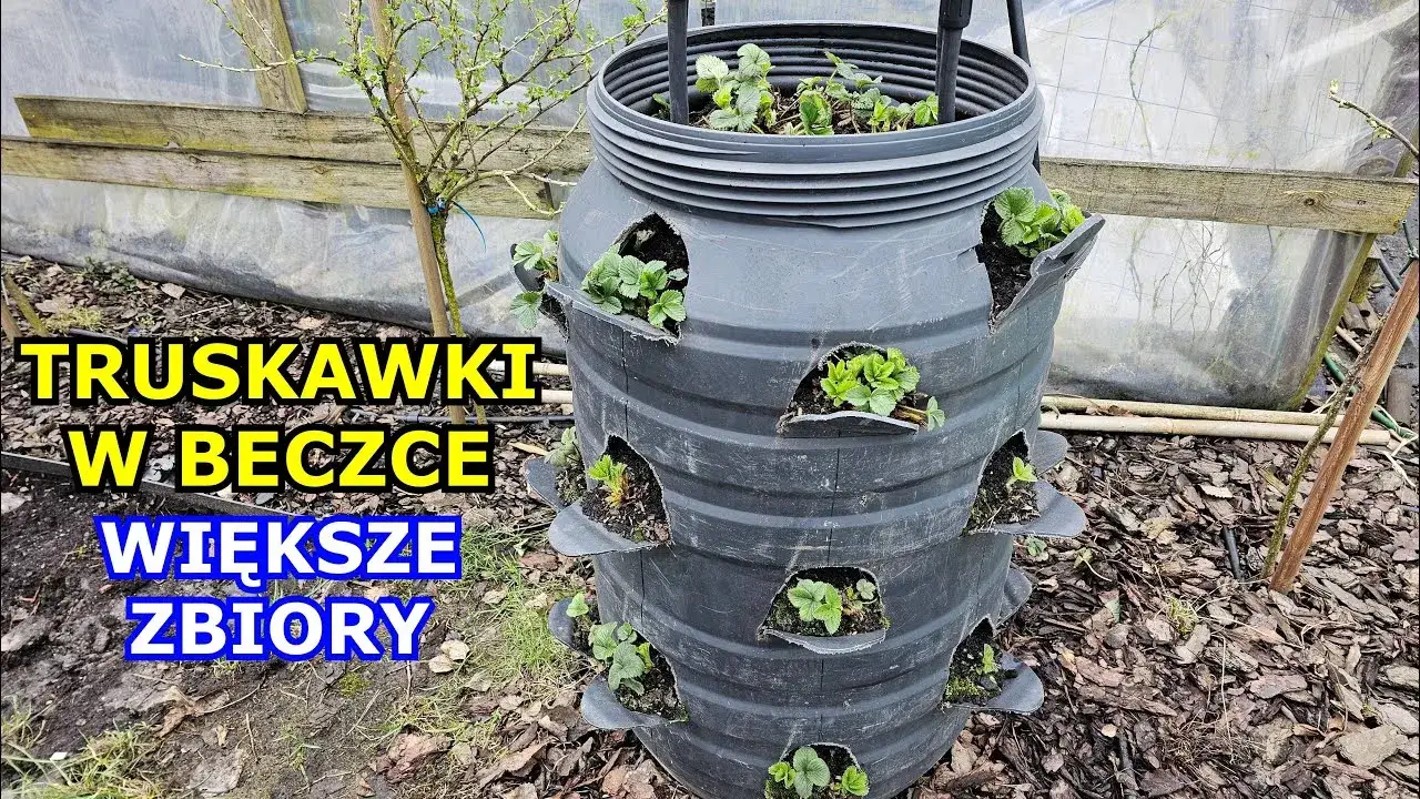 Zdjęcie Jak sadzić truskawki w beczce, aby uniknąć najczęstszych błędów