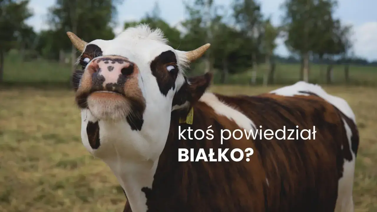 Zdjęcie Ile białka ma śruta sojowa i dlaczego warto ją stosować w żywieniu zwierząt?