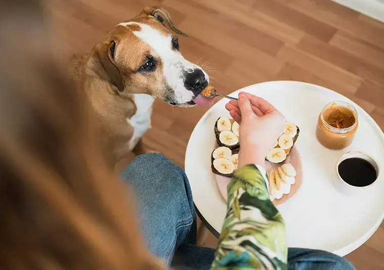 Zdjęcie Czy pies może jeść orzechy - poznaj bezpieczne rodzaje i dawkowanie