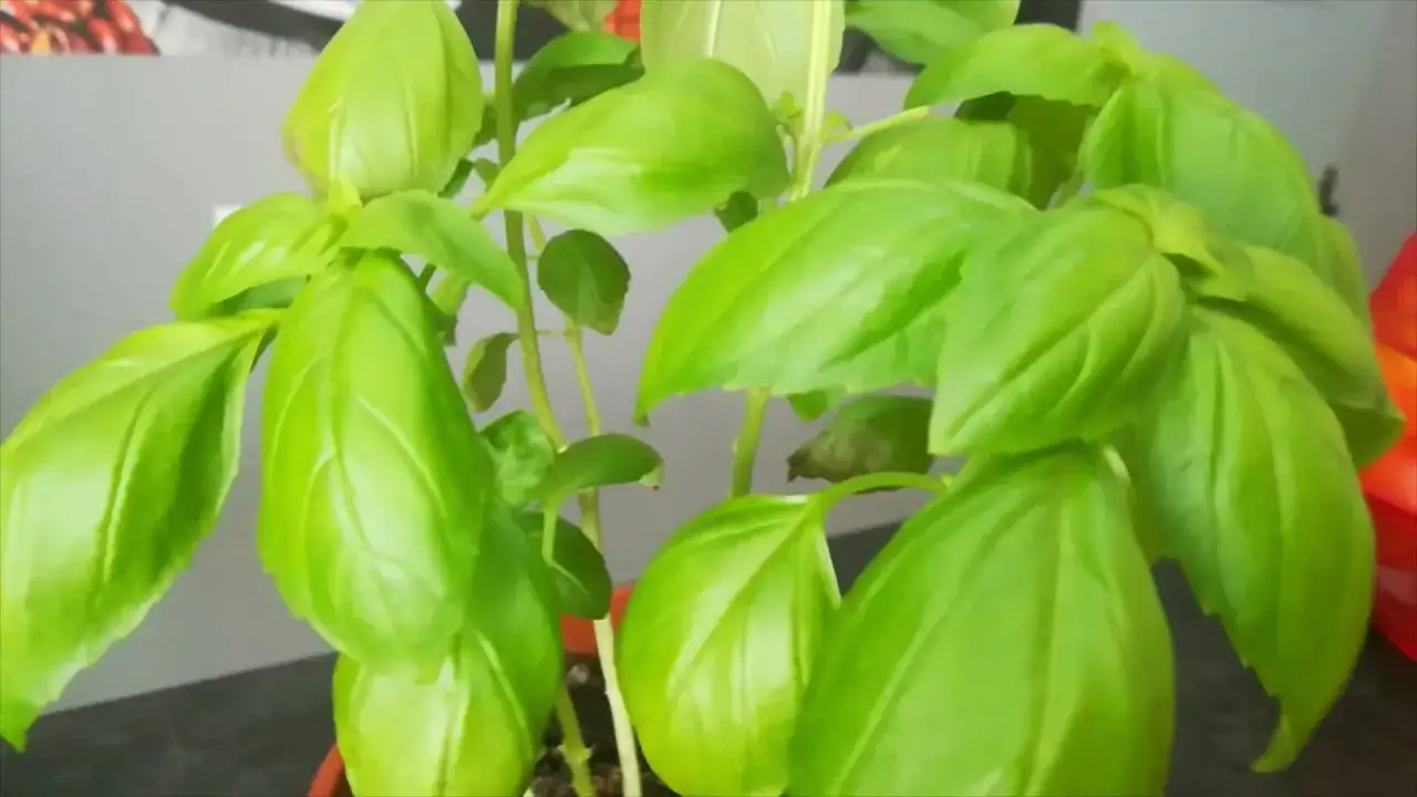 Zdjęcie Jak obcinać bazylię, aby zapewnić jej zdrowy wzrost i obfitość