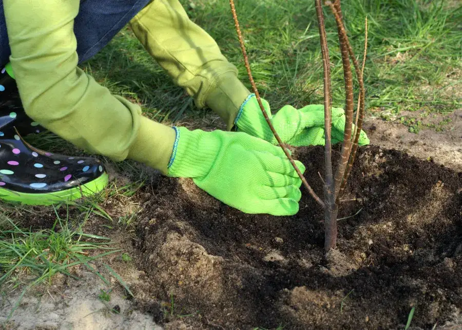 Zdjęcie Kiedy sadzić drzewa owocowe jesienią, aby uniknąć niepowodzeń w uprawie