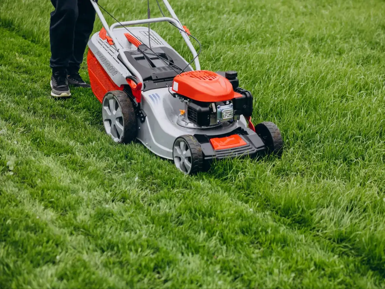 Osoba kosi trawę kosiarką. Czy 1 maja można kosic trawę? To pytanie zadaje sobie wielu ogrodnik&oacute;w, gdy wiosna w pełni.