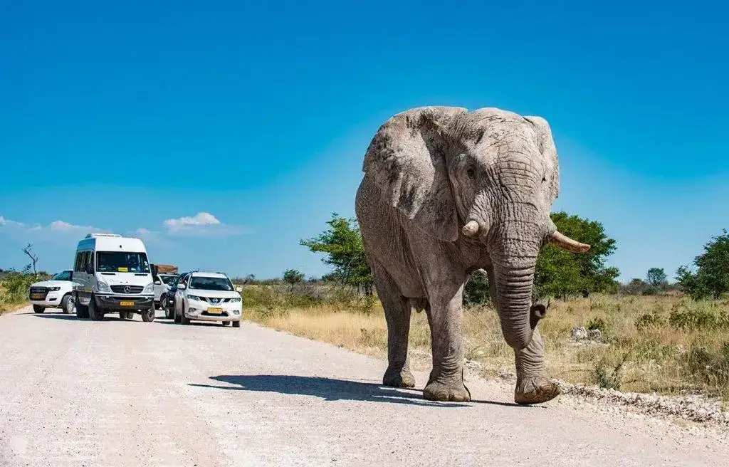 słoń w parku narodowym Etosha widziany z samochodu