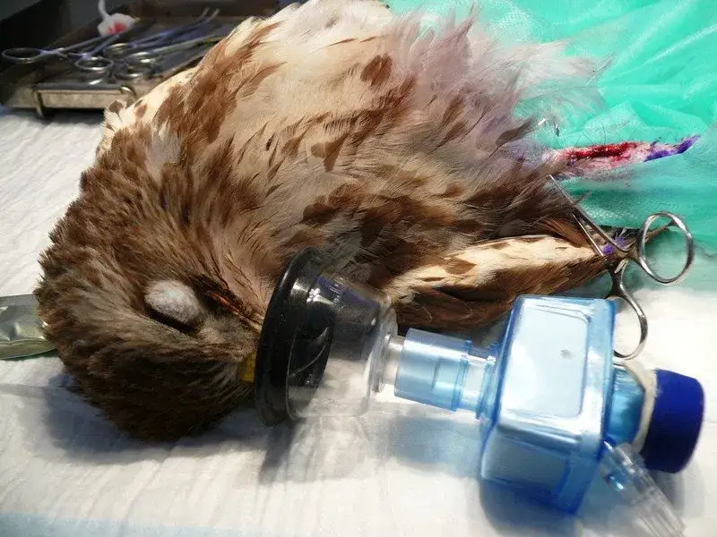 ptak w klatce szpitalnej po złamaniu nogi