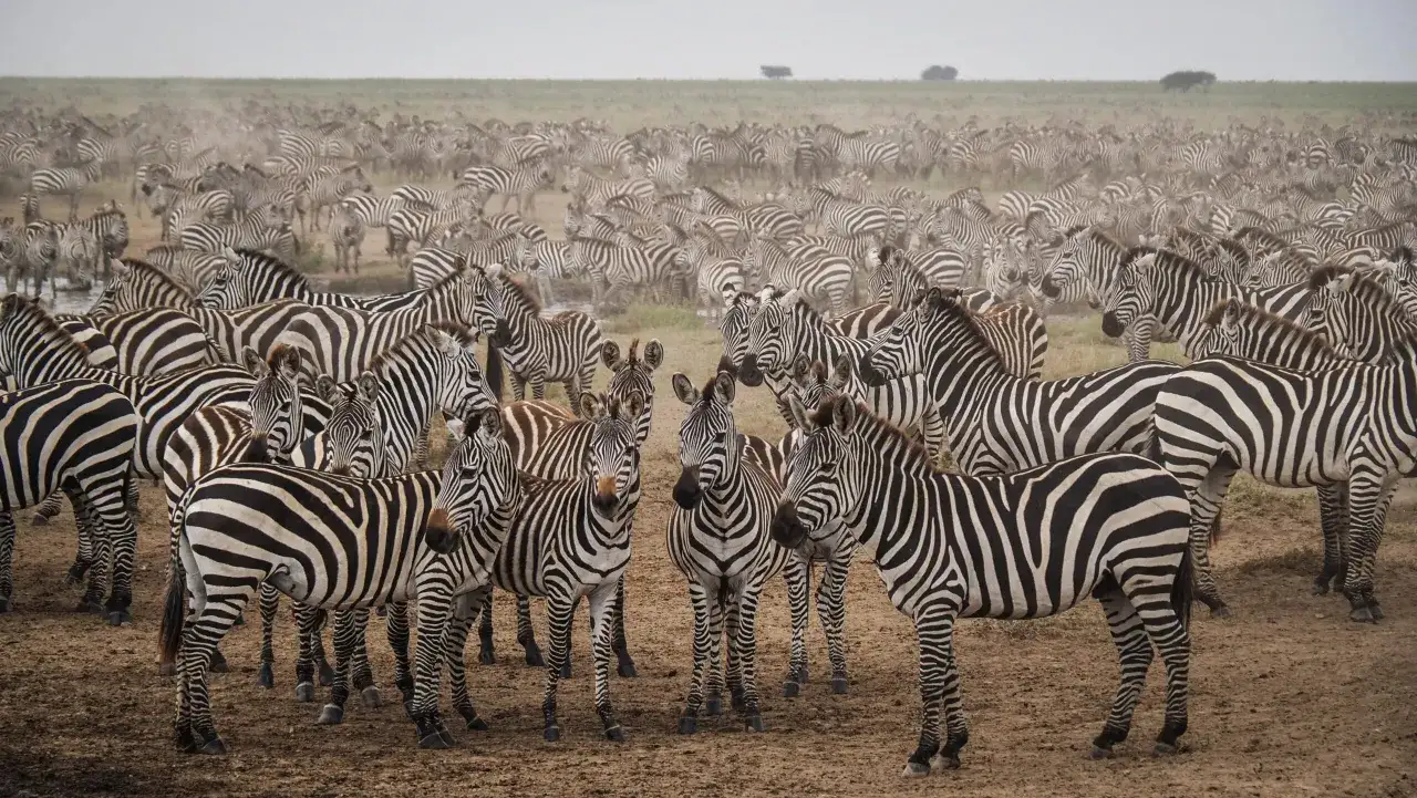 Niesamowity widok stada zebr podczas safari w Tanzanii. Tysiące zwierząt na tle sawanny.