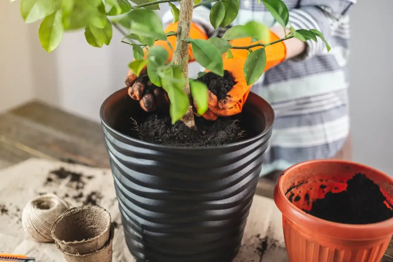 Ręce w pomarańczowych rękawiczkach dodają ziemię do doniczki. Zastanawiasz się, gdzie wyrzucać ziemię z doniczek? Ta jest idealna do kompostu.