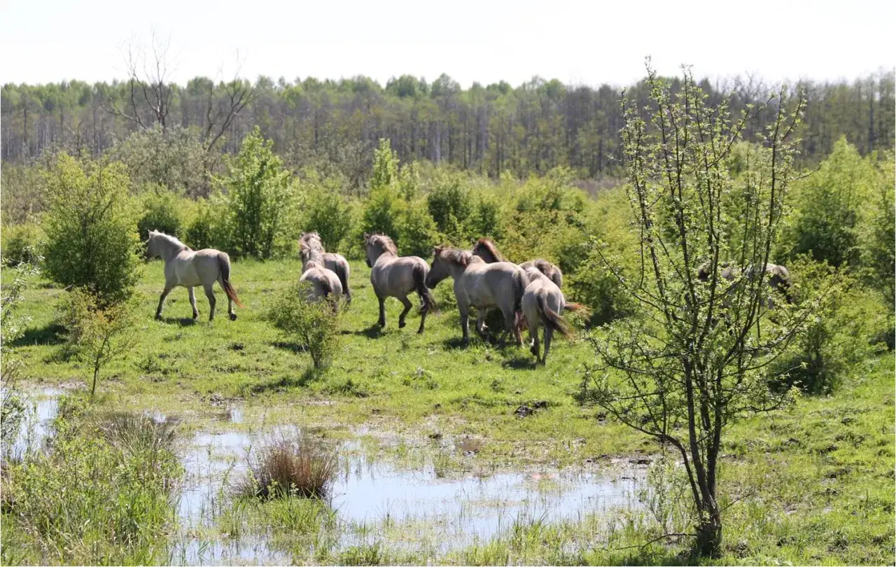 Stado dzikich koni przemierza podmokłe łąki. Takie krajobrazy, gdzie w Polsce żyją dzikie konie, można podziwiać w Poleskim Parku Narodowym.