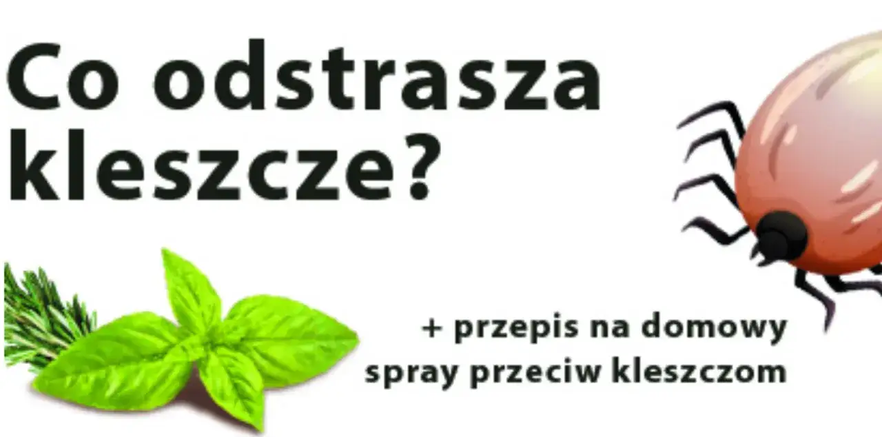 Co odstrasza kleszcze? Zioła jak bazylia i rozmaryn, a także przepis na domowy spray.