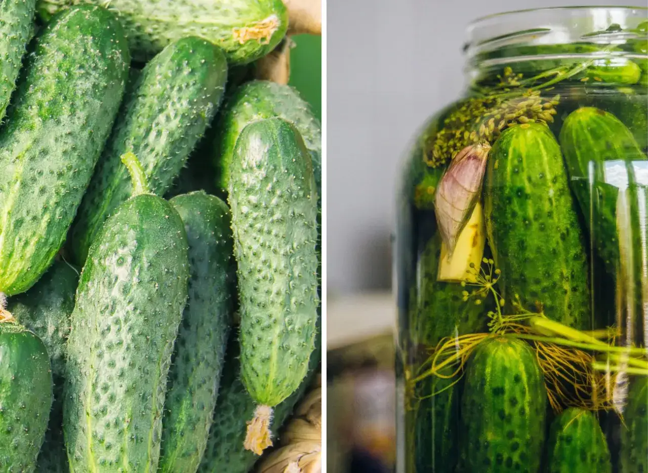 idealne ogórki do kiszenia, świeże ogórki gruntowe