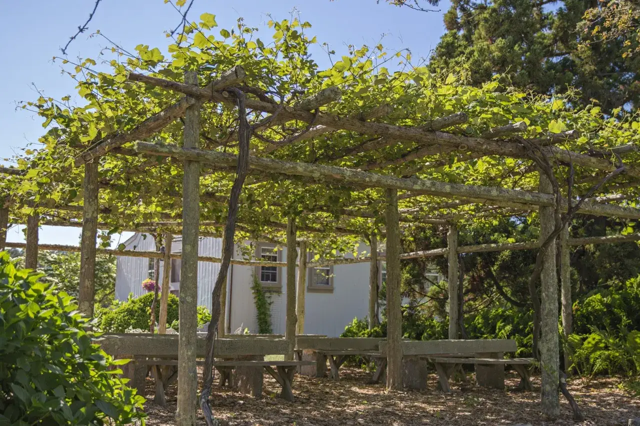 Winogrona w ogrodzie, winorośl na pergoli