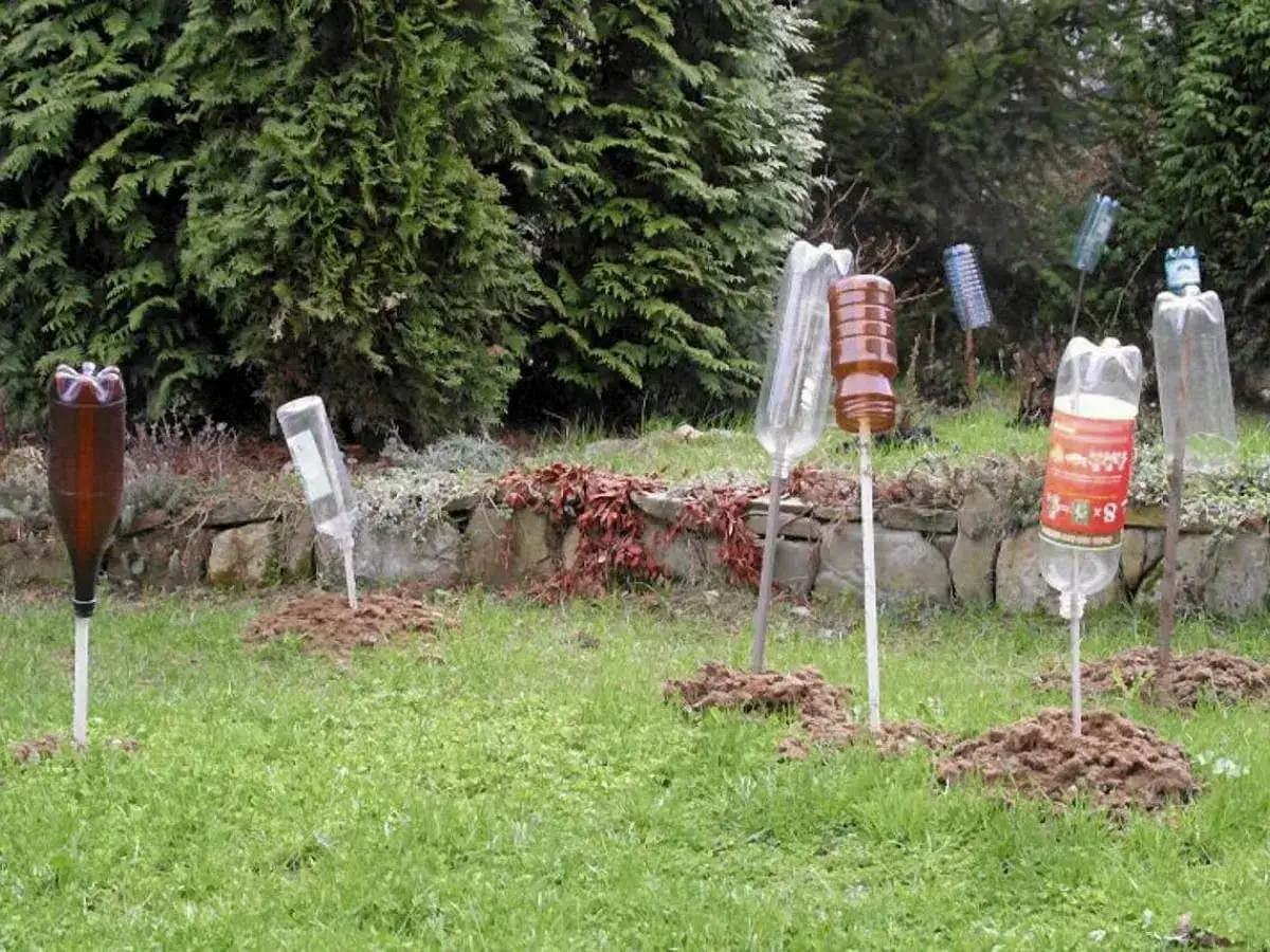 Ogr&oacute;d z kilkoma pułapkami na krety z butelek, umieszczonymi na kopcach.
