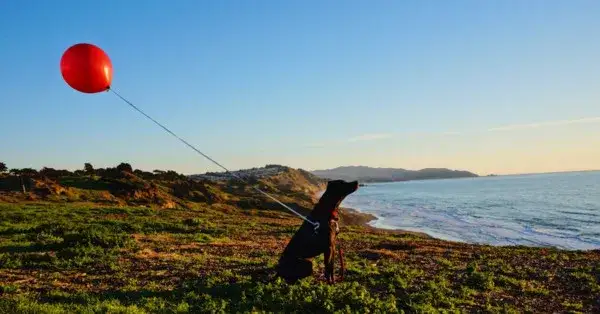 Zdjęcie Jaką smycz dla psa wybrać, by zapewnić mu komfort i bezpieczeństwo?