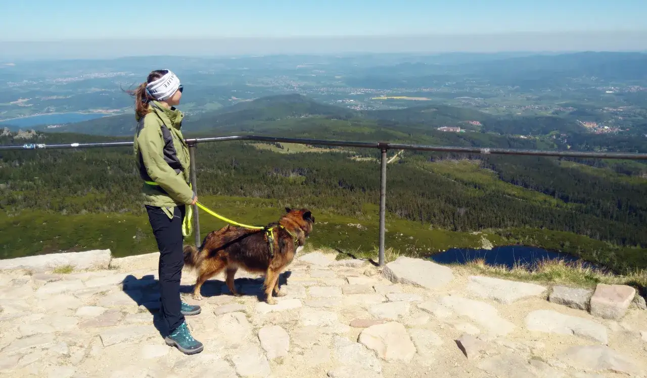 pies w górach szczęśliwy