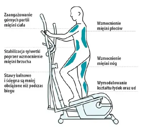 prawidłowa postawa na orbitreku infografika