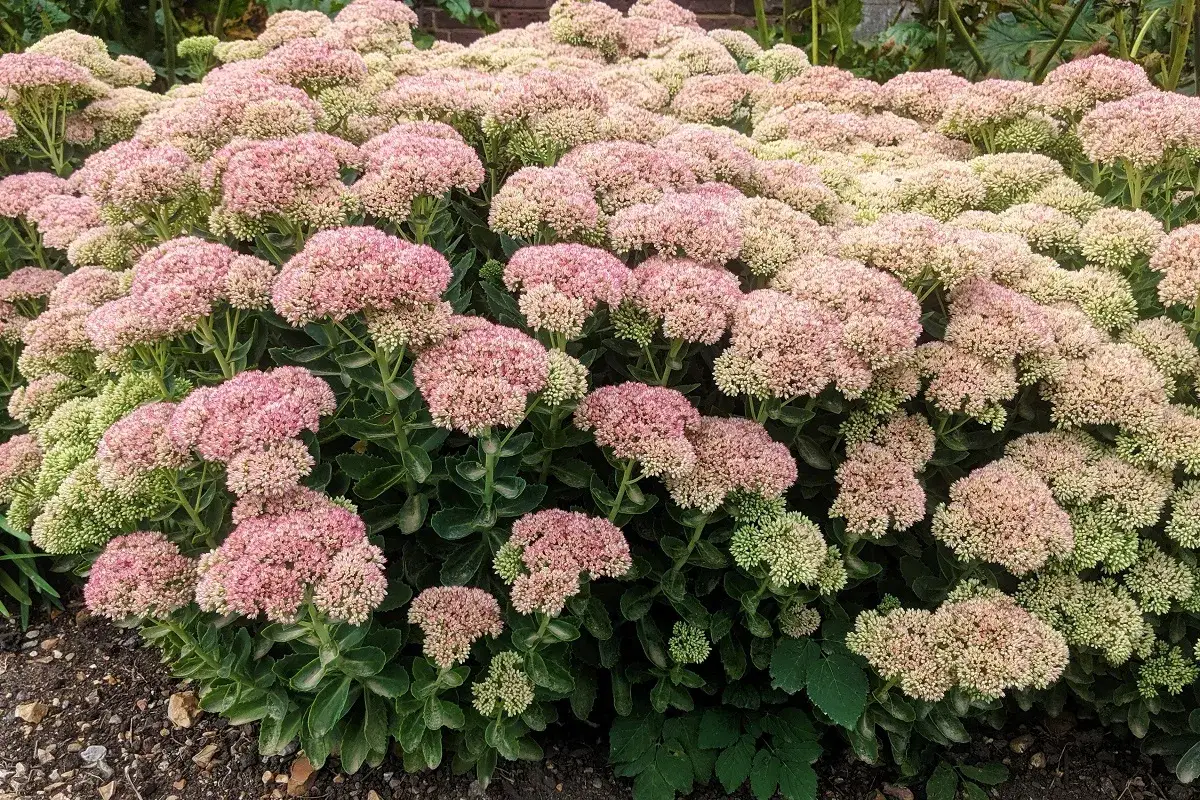 Rozłożysty krzew z mnóstwem różowych kwiatów, idealny jako kwiaty wieloletnie do ogrodu bez wykopywania.