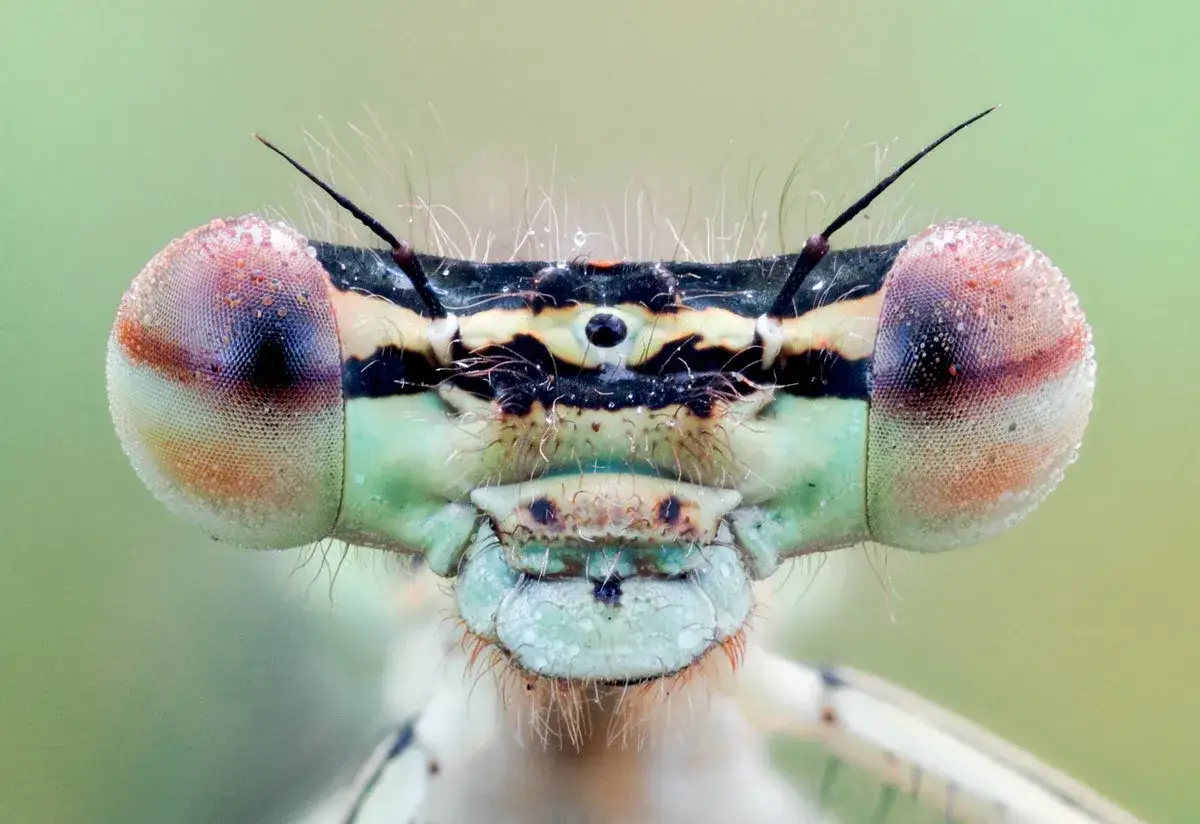 obiektyw makro do fotografii owadów