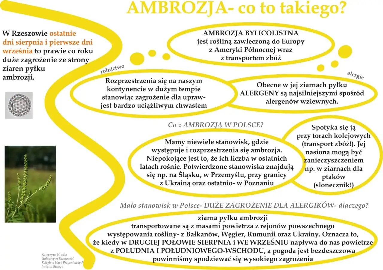 W Rzeszowie w sierpniu i wrześniu groźne są alergeny w powietrzu, głównie pyłki ambrozji.