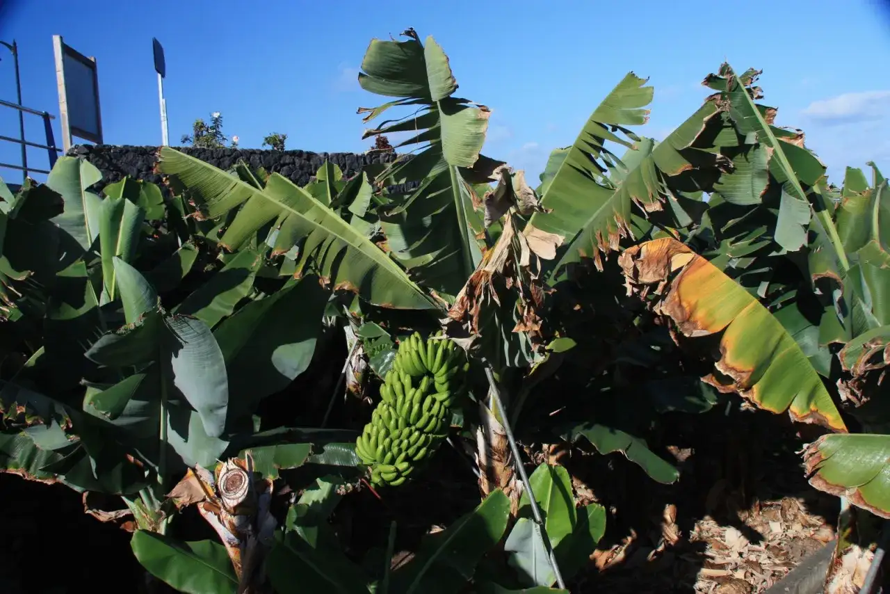 Plantacja banan&oacute;w Wyspy Kanaryjskie