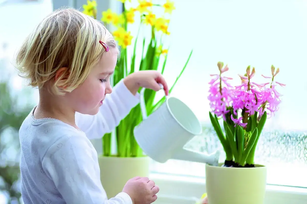 Dziewczynka podlewa r&oacute;żowe hiacynty, ucząc się jak sadzić hiacynty w doniczce. Obok kwitną ż&oacute;łte żonkile.
