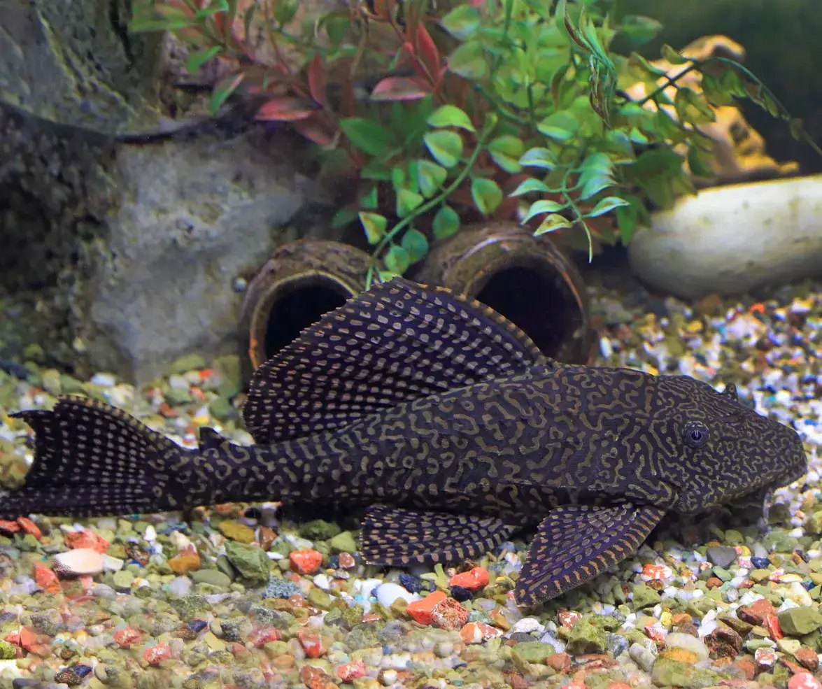 Zdjęcie Jaka temperatura w akwarium dla glonojada? Optymalne warunki dla zdrowia ryb