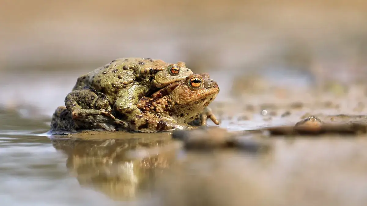 Zdjęcie Jak rozmnażają się ropuchy - zaskakujące etapy ich życia i rozwoju