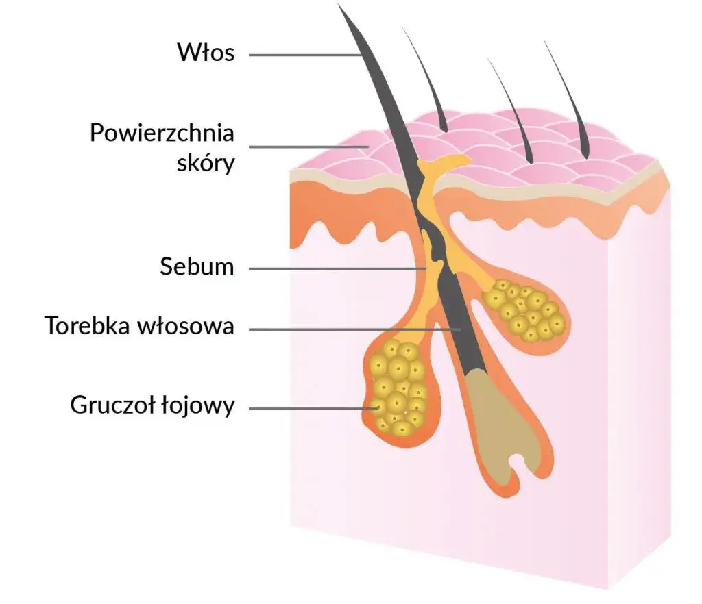 schemat budowy sk&oacute;ry głowy z gruczołem łojowym