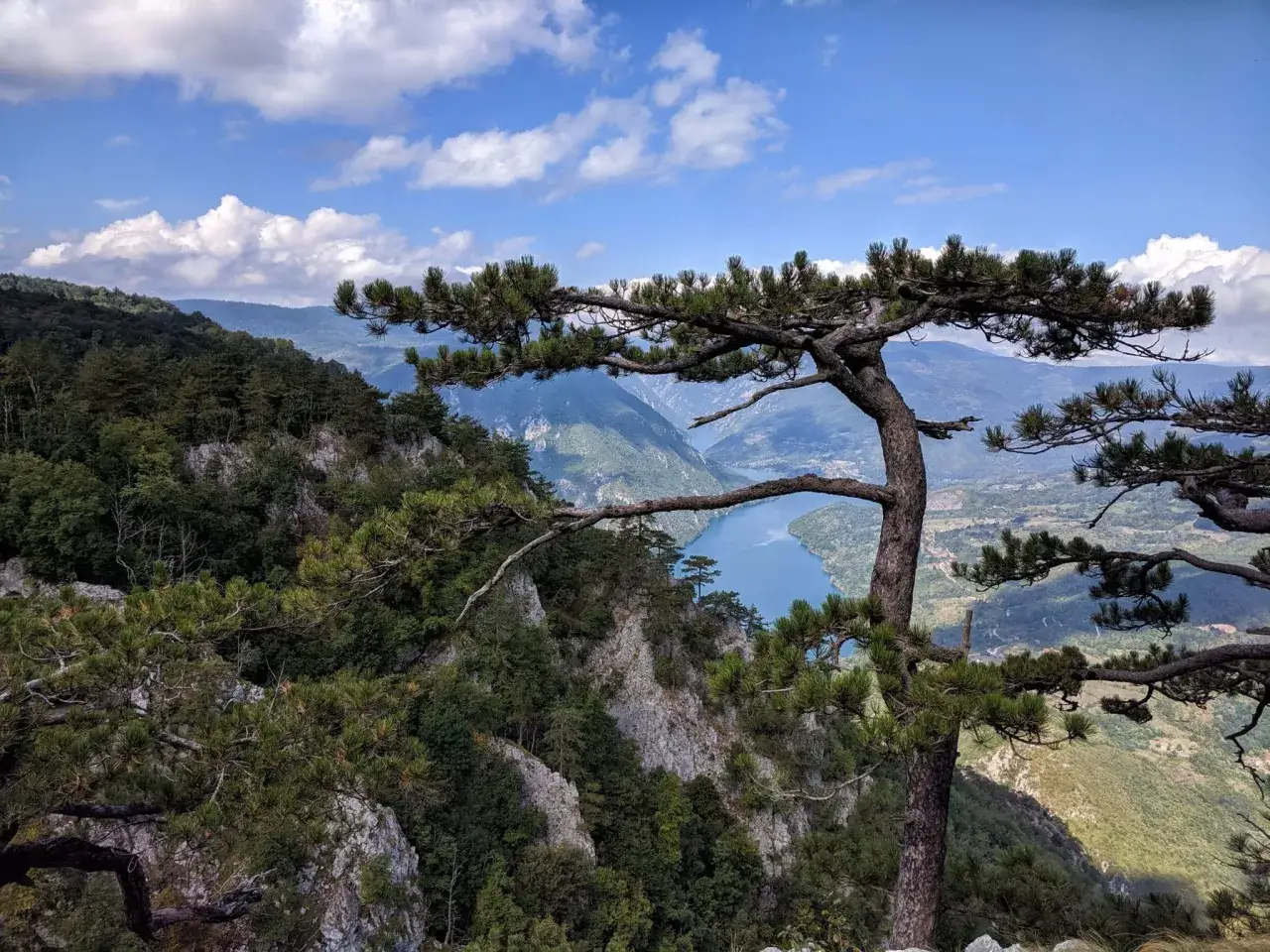 Widok na rzekę i g&oacute;ry z sosną na pierwszym planie w Parku Narodowym Tara.