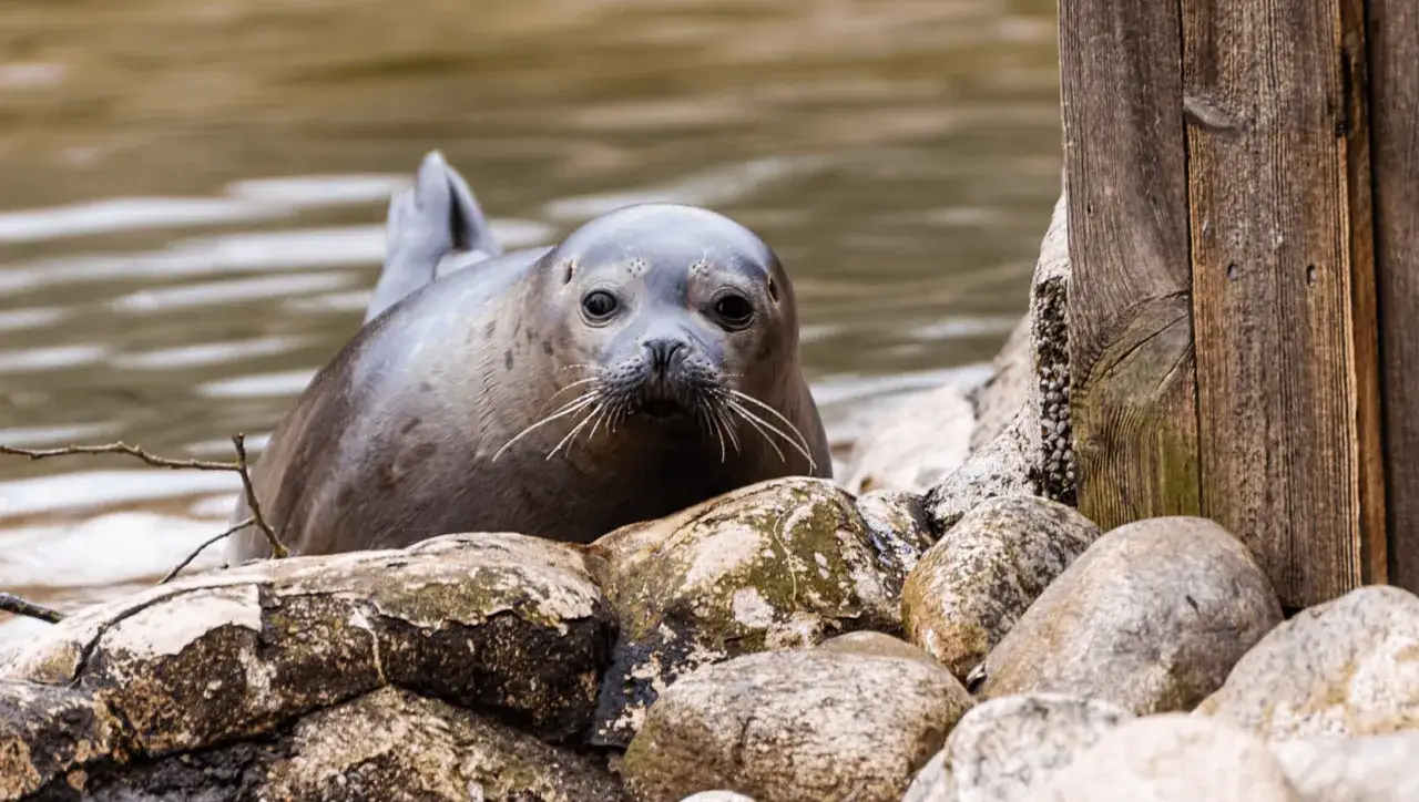 Foka na kamienistej plaży, w wodzie, gdzie żyją foki.