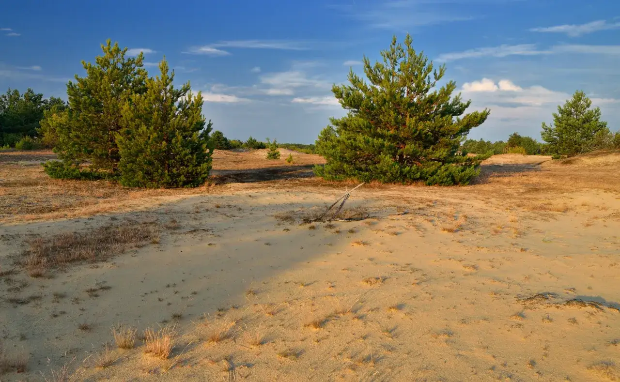 Kampinoski Park Narodowy wydmy