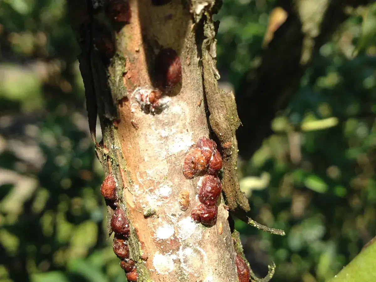Ciemnobrązowe, owalne skorupki na korze drzewa to właśnie jak wyglądają czerwce. Widać też białe naloty.