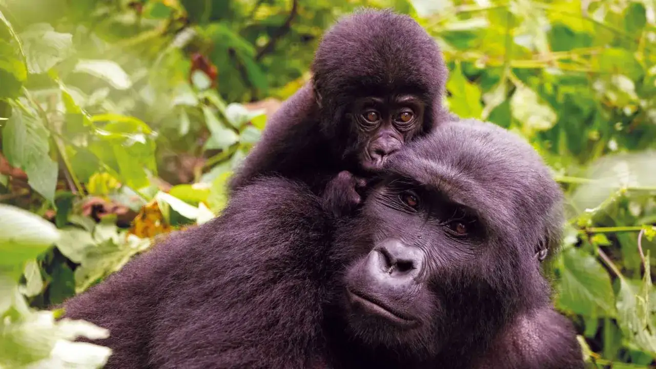 Małe gorylątko tuli się do swojej mamy w gęstej dżungli Ugandy.