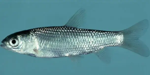 Zdjęcie Amury czym się żywią - odkryj ich zaskakującą dietę i preferencje