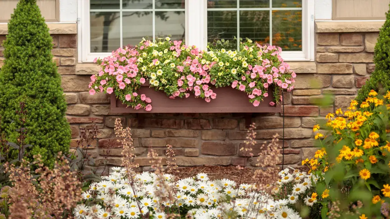 Kwiaty na parapet zewnętrzny: obfitość r&oacute;żowych i ż&oacute;łtych petunii w skrzynce, otoczonej białymi margaretkami i ż&oacute;łtymi rudbekiami.