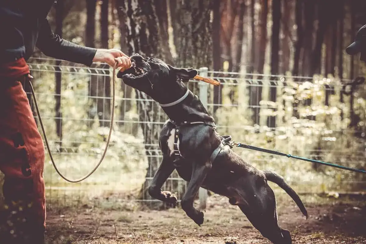Intensywny trening z psem rasy cane corso. Pies w skoku chwyta zabawkę, demonstrując siłę i skupienie.