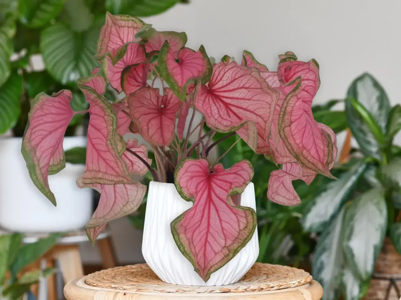 Kwiat z różowymi liśćmi, ozdobiony zielonymi brzegami, w białej doniczce.