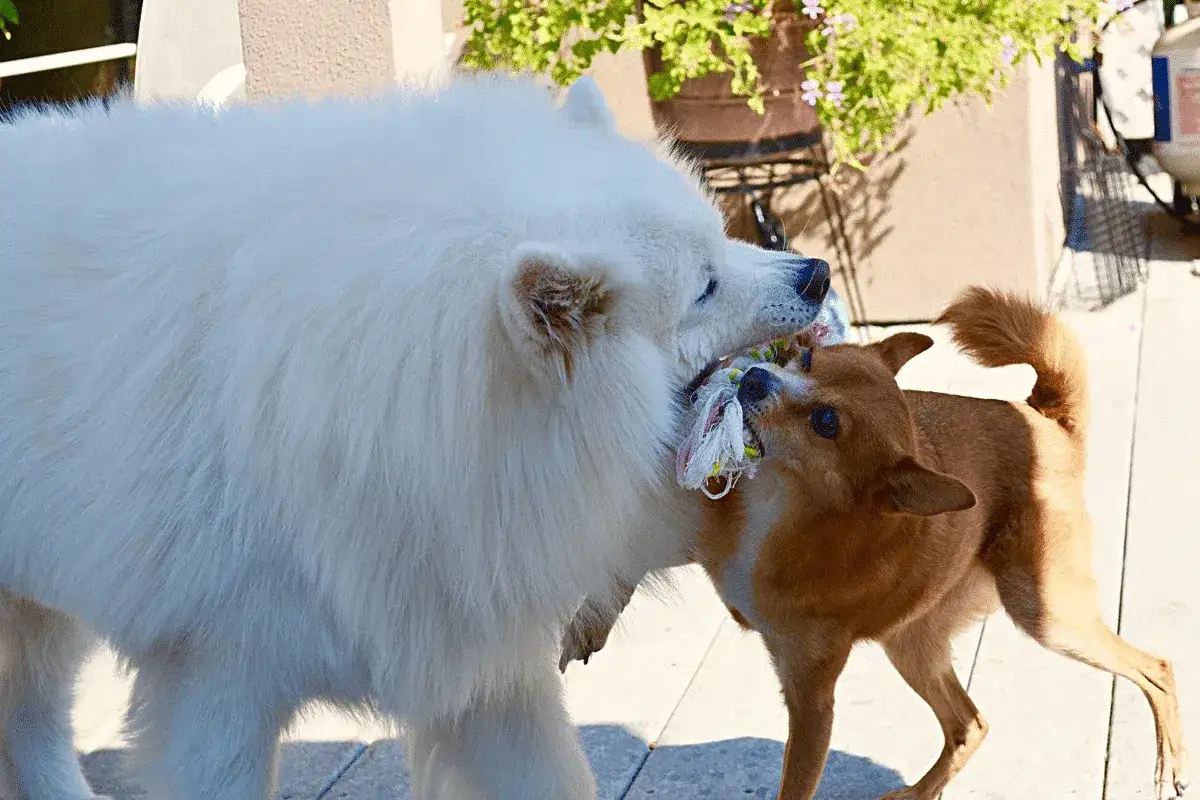 Samoyed czesanie sierści