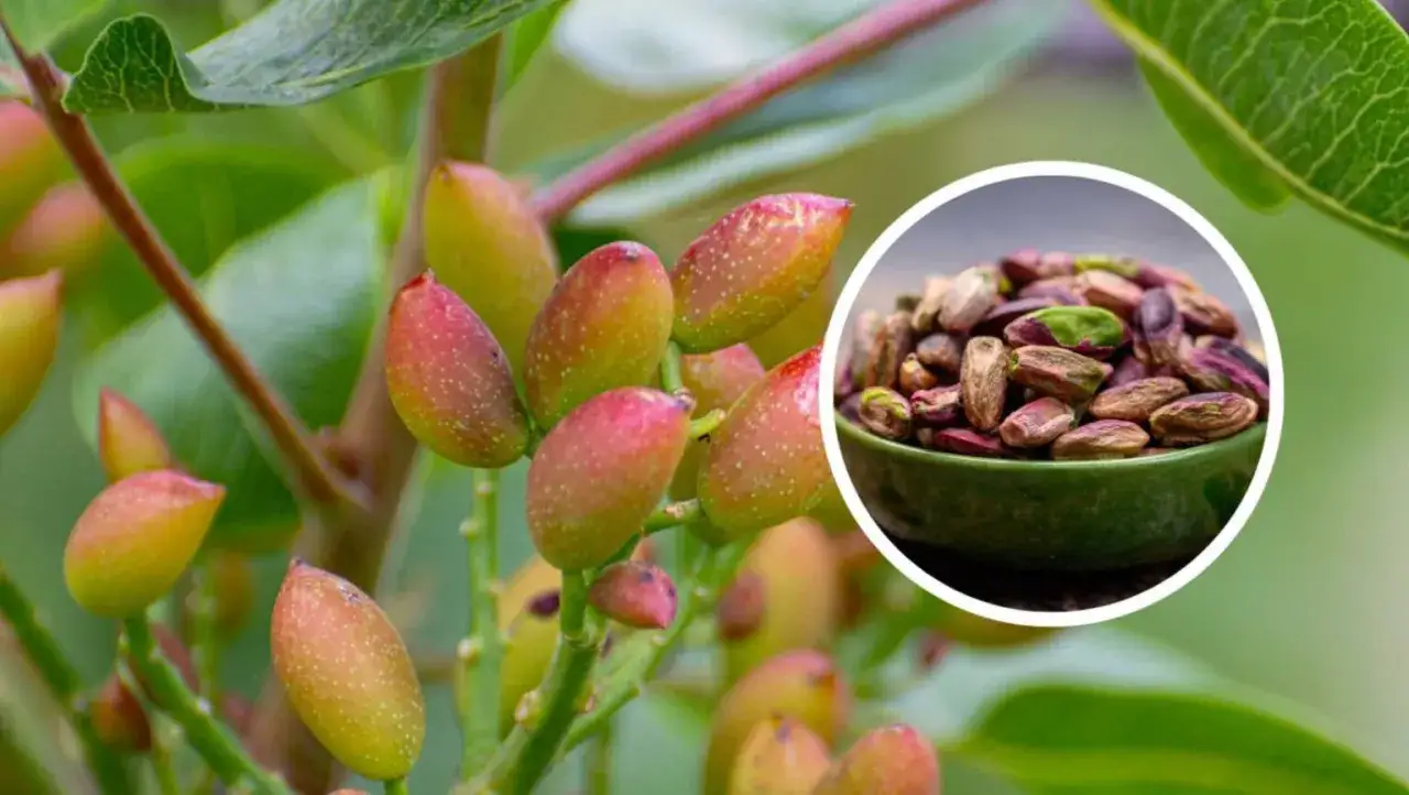 Pistacje Bronte Sycylia